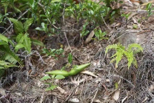 大片连根铲除!深圳一公园“火速响应”引质疑,网友为它喊冤