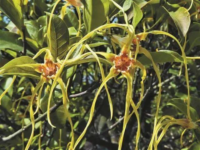 大片连根铲除!深圳一公园“火速响应”引质疑,网友为它喊冤