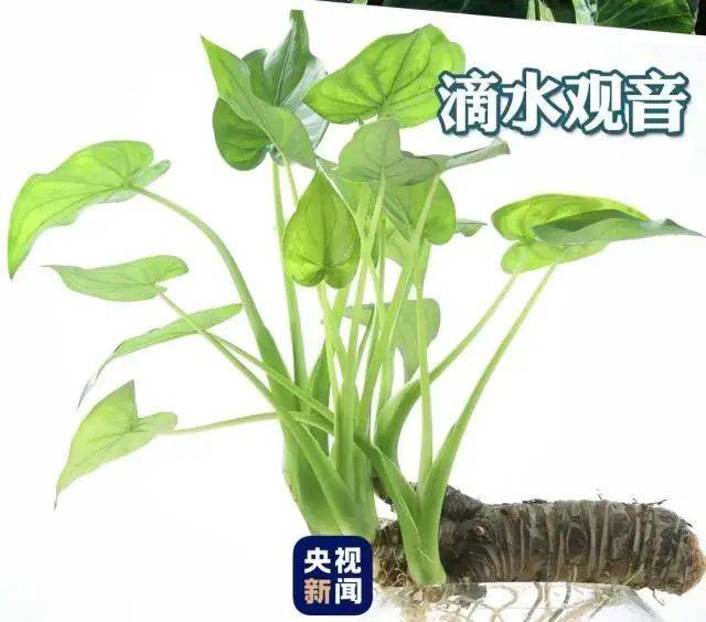 大片连根铲除!深圳一公园“火速响应”引质疑,网友为它喊冤