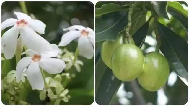 大片连根铲除!深圳一公园“火速响应”引质疑,网友为它喊冤