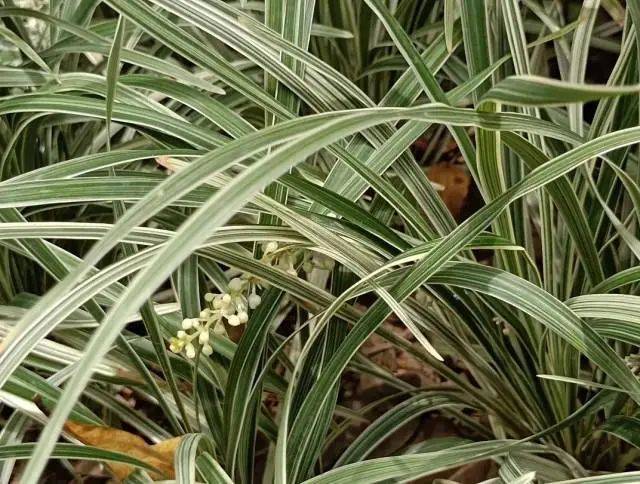 大片连根铲除!深圳一公园“火速响应”引质疑,网友为它喊冤