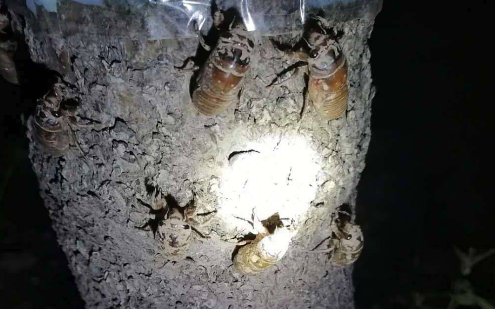 夏夜在公园里抓“季鸟猴”,违规吗?