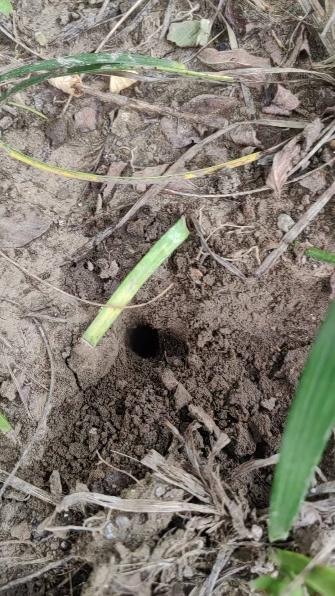 夏夜在公园里抓“季鸟猴”,违规吗?