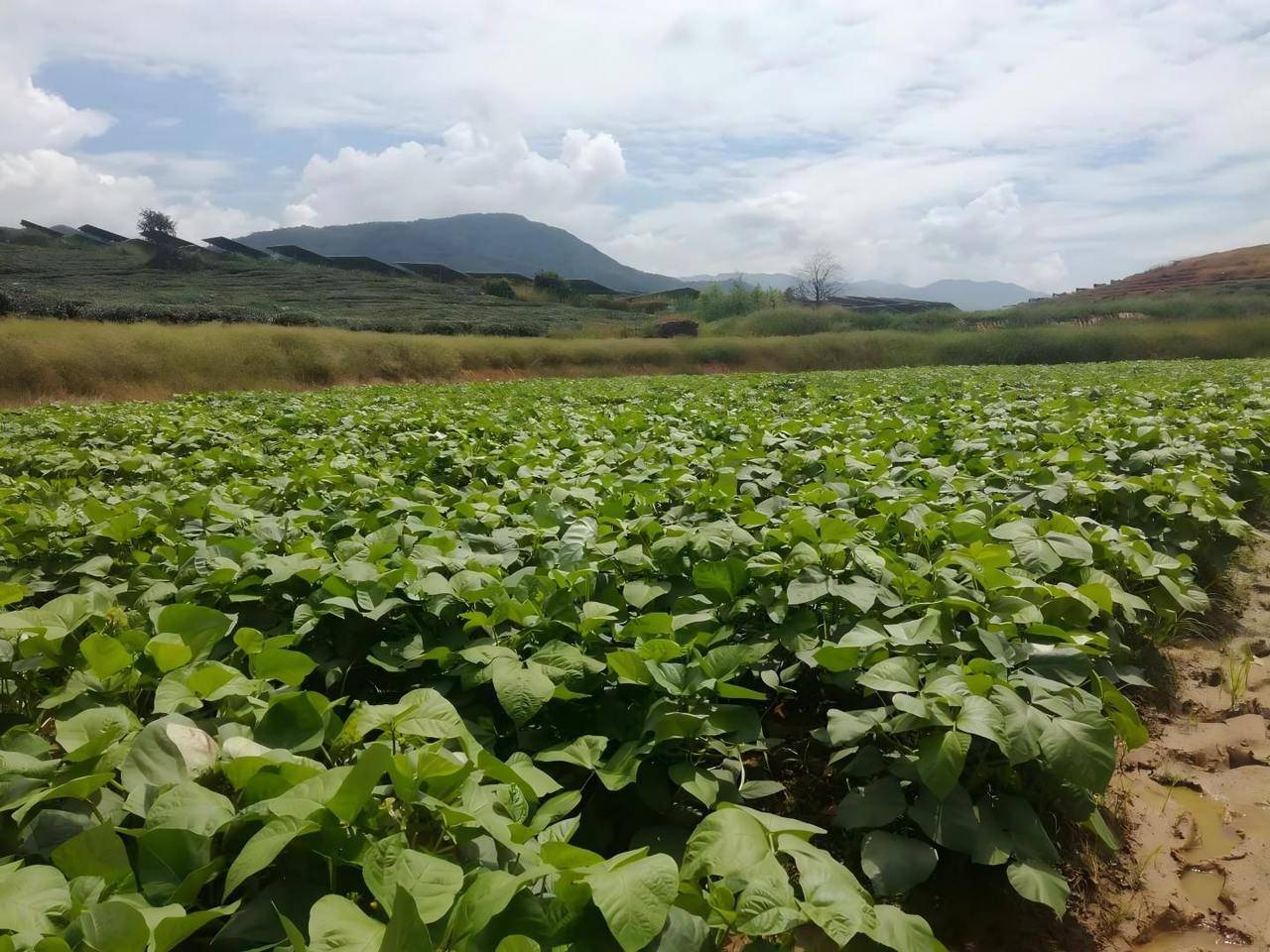 真空包装没有坏！外婆煮了家里藏了10年陈绿豆，能喝吗？