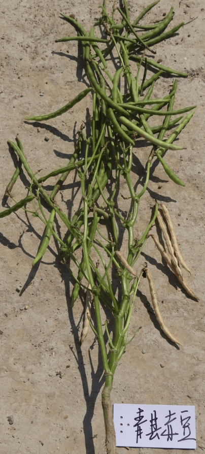 真空包装没有坏！外婆煮了家里藏了10年陈绿豆，能喝吗？