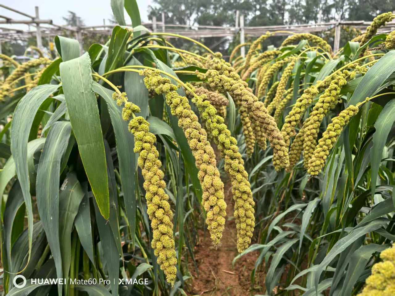 真空包装没有坏！外婆煮了家里藏了10年陈绿豆，能喝吗？