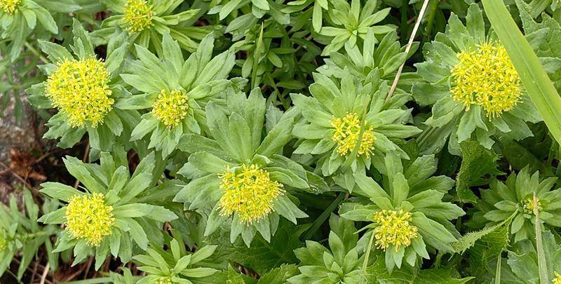 时隔30余年 黑龙江再发现国家二级保护野生植物莼菜