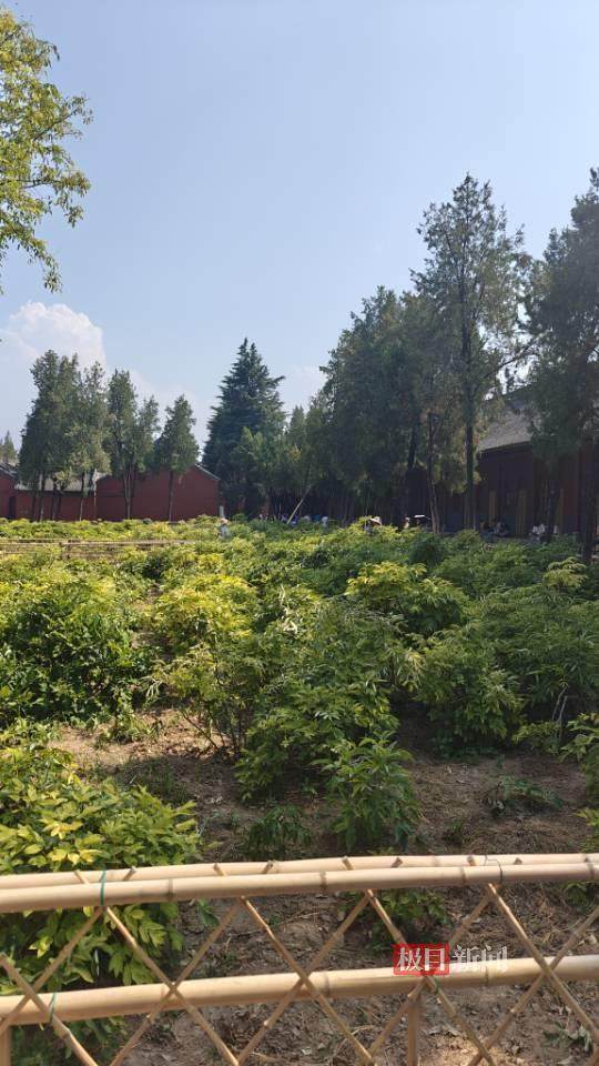 印乐方丈管理下的白马寺：僧人顶着高温种地，义工称寺里秉承农禅并重