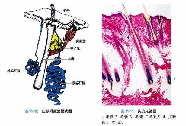 白头发拔一根长三根？到底能不能拔？终于弄清楚了
