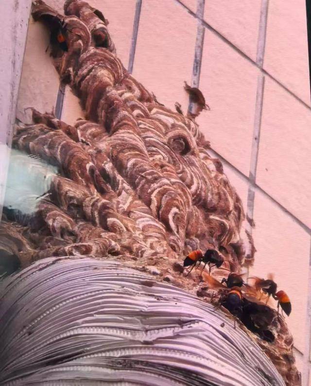 别招惹！广东一老人中招，不幸去世