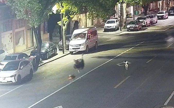 浙江车主一觉醒来傻眼了：谁干的？！警方：“肇事者”200斤，不是人