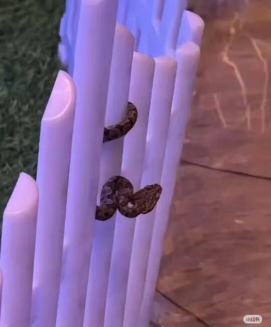 酒店大堂发现剧毒蛇，小孩以为是假蛇还摸了蛇头，涉事酒店回应：已放生，酒店增设驱蛇装置