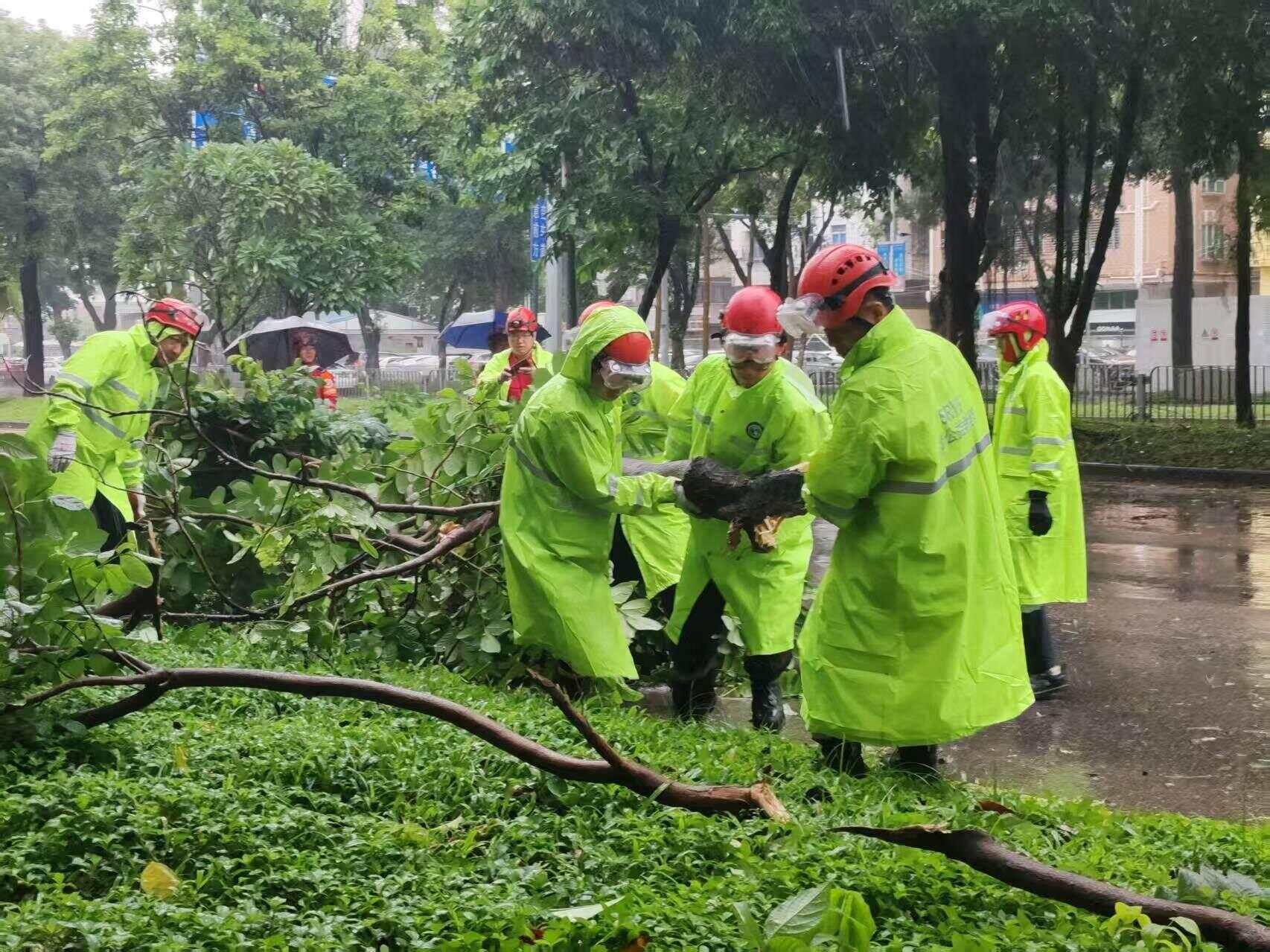 “桦加沙”卷倒行道树,深圳多部门昼夜清障开路