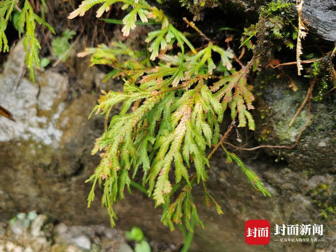 还魂草“复活”、崖柏成林、阳鱼穿溪!巴山大峡谷藏了多少宝藏?