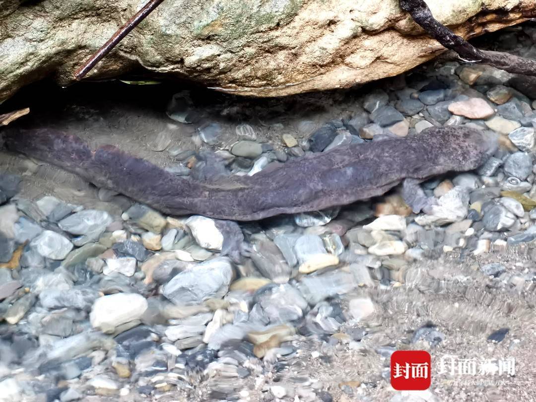 还魂草“复活”、崖柏成林、阳鱼穿溪!巴山大峡谷藏了多少宝藏?