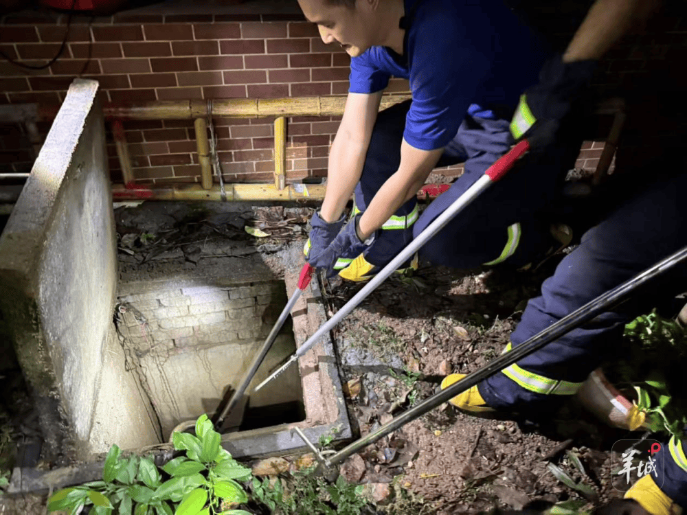 广州一小区蛇患频发:已抓超60条但未探测到蛇窝位置,多方介入