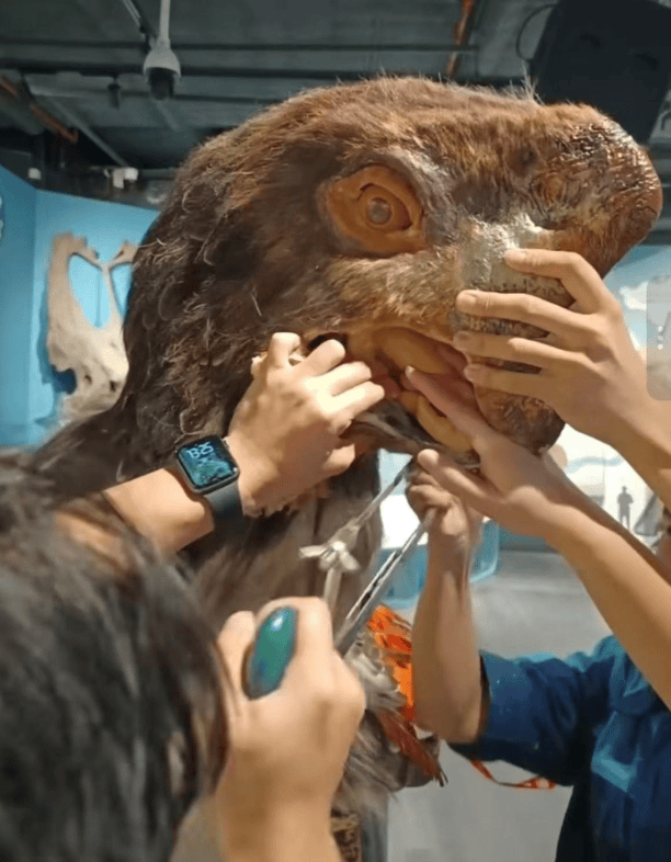 被卡住了!广州一游客把手伸进恐龙模型嘴中 被卡住了!广州一游客把手伸进恐龙模型嘴中