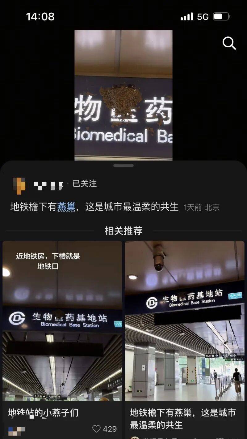 北京一地铁站燕子在站牌上筑巢,车站方称不会清理