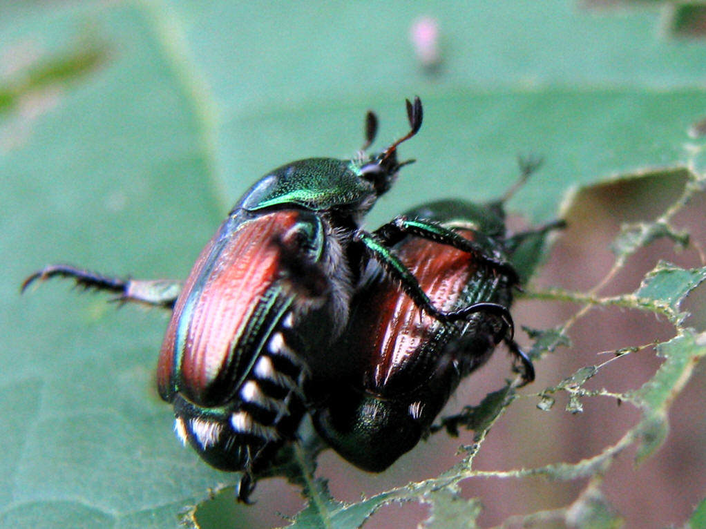 金龟(金龟子女婿) 金龟(金龟子女婿)