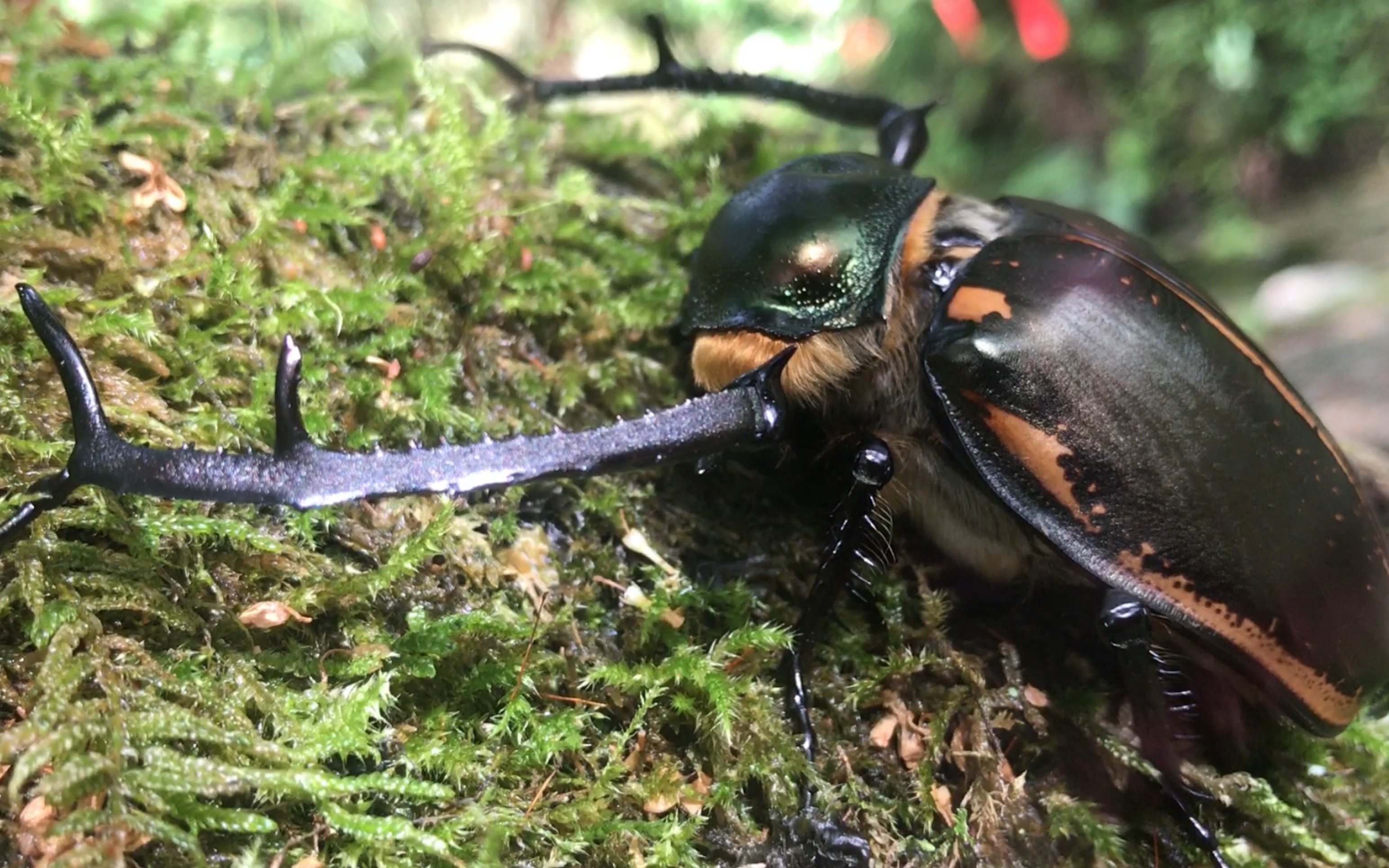 金龟(金龟子女婿) 金龟(金龟子女婿)