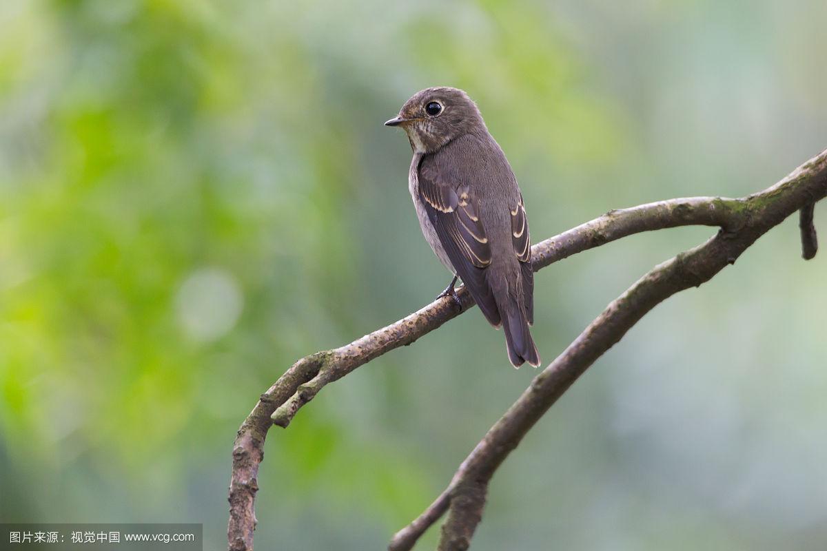 XIN(新浪体育) XIN(新浪体育)