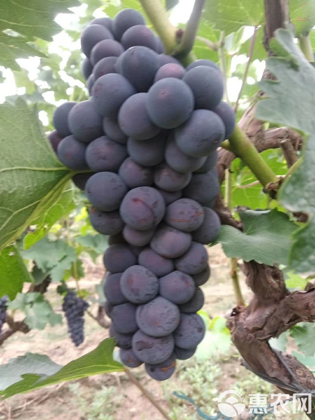 TAB葡萄(tab葡萄交易所官网)